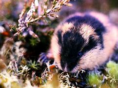 Image result for Arctic Rat