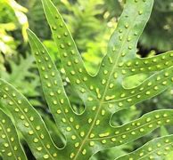 Image result for Lauae Fern Leaf Outline