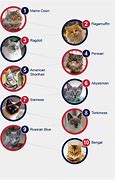 Image result for Top 10 Best Cat Breeds