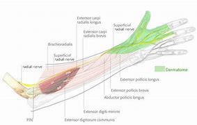 Image result for Radial Nerve in Hand