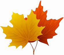 Image result for Maple Leaf