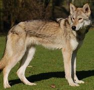 Image result for Tamaskan Husky Dog