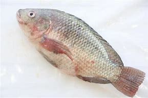 Image result for Red Tilapia Fish