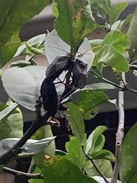 Image result for Black Bugs On Lemon Tree