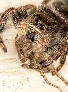 Image result for Giant Desert Spider