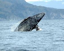 Image result for Gray Whale Animal