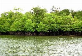 Image result for Hutan Bakau Balik Pulau