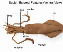 Image result for Cephalopod Internal Shell