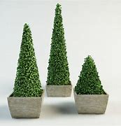 Image result for Pyramidal Boxwood Shrub