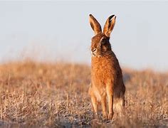 Image result for Brown Hare Animal