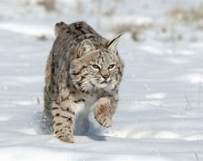 Image result for Lynx Caracter