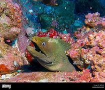 Image result for Isla De Coco Debajo Del Agua