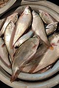 Image result for Kandla Fish