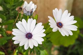 Image result for African Daisy Sprouts