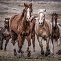 Image result for Western Horse Photography Riding