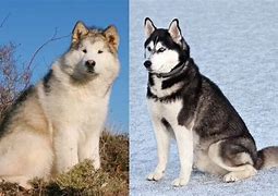 Image result for Husky Malamute Mix