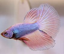 Image result for Purple Betta Fiah