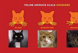 Image result for Cat Pain Scale