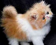 Image result for Orange Persian Cat