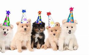 Image result for Puppy Party Time