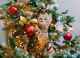 Image result for Cats and Christmas Trees