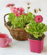 Image result for Daisy Seedlings