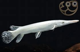 Image result for Alligator Gar Fisch