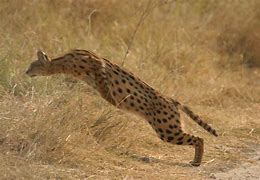 Image result for Serval Cat Laying Down