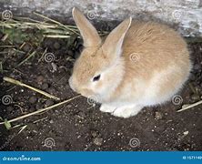 Image result for Leveret Baby Hare