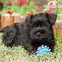 Image result for Miniature Schnauzer