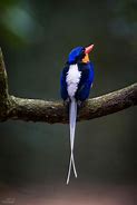 Image result for Paradise Kingfisher