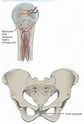 Image result for Cartilaginous Joints Function