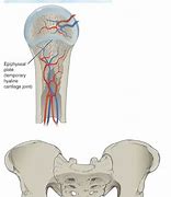 Image result for Examples of Cartilaginous Joints