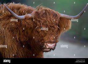 Image result for Angus Cow Scotland