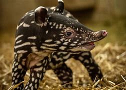 Image result for Tapir Lips