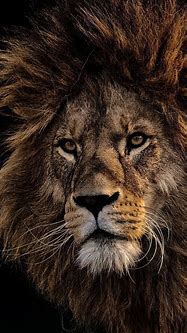 Image result for Black Lion Wallpaper iPhone