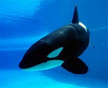 Image result for Fastest Sea Animal