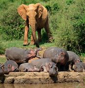 Image result for Hippo Yawn