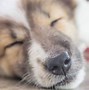 Image result for Clean Dog Eye