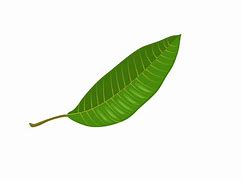 Image result for Mahangu Plant Leaf Clip Art