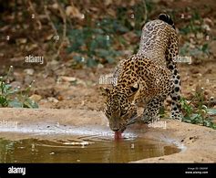 Image result for Yala Leopard