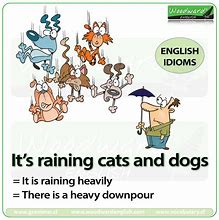 Image result for It Rains Cats and Dogs