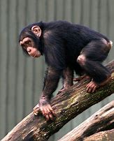 Image result for Alien Chimpanzee