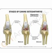 Image result for Canine Knee Anatomy