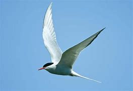 Image result for Tern