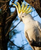 Image result for Sulphur Crested Cockatoo for Rehoming