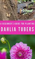 Image result for How to Plant Dahlia Bulbs