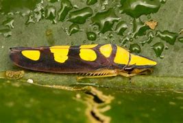 Image result for Yellow Leafhopper