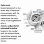 Image result for Orbit Anatomy PPT