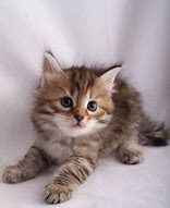 Image result for Brown Mackerel Tabby Kitten